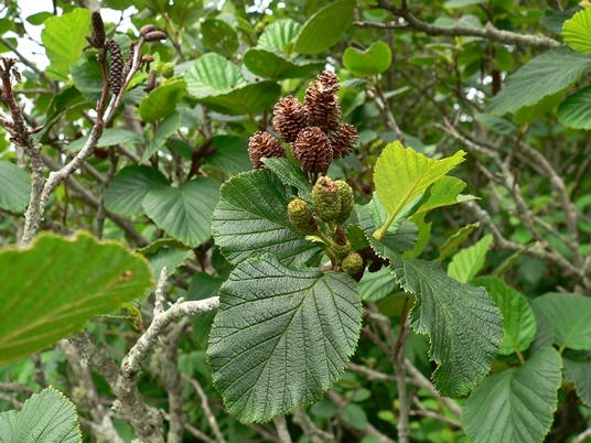 {Alnus viridis ssp. crispa}